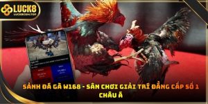 Sảnh đá gà W168